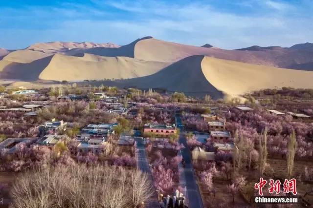 敦煌市鸣沙山下的千亩李广杏花