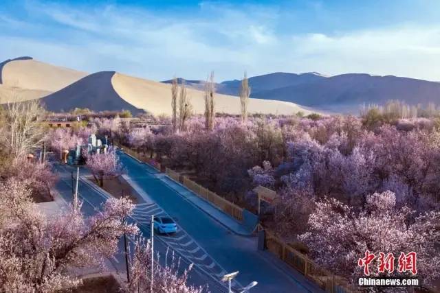 敦煌市鸣沙山下的千亩李广杏花