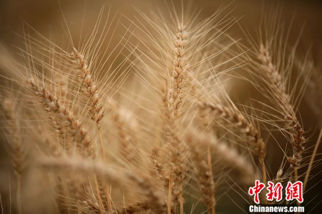 成熟的小麦