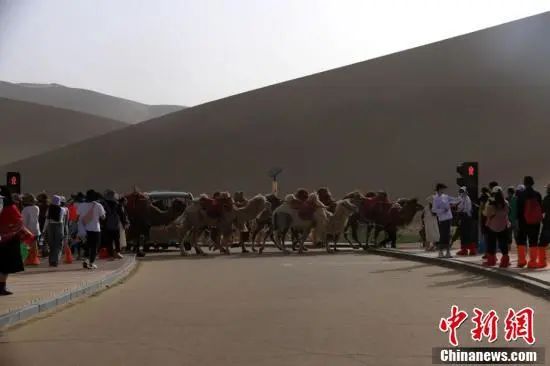 鸣沙山月牙泉骆驼红绿灯
