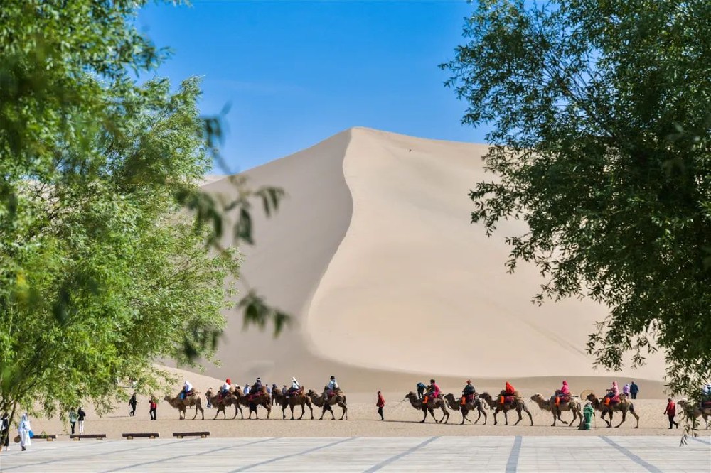 敦煌旅游大漠骆驼