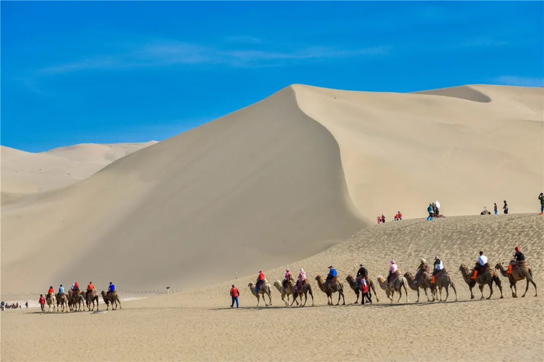 敦煌旅游大漠骆驼