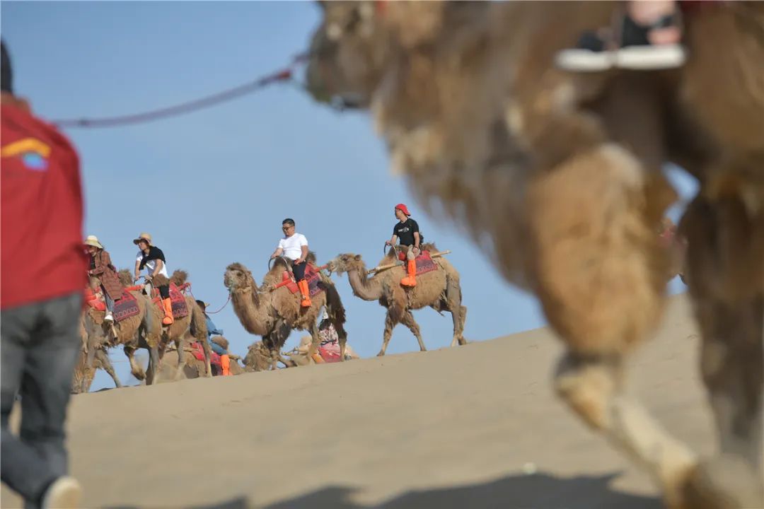 敦煌旅游大漠骆驼