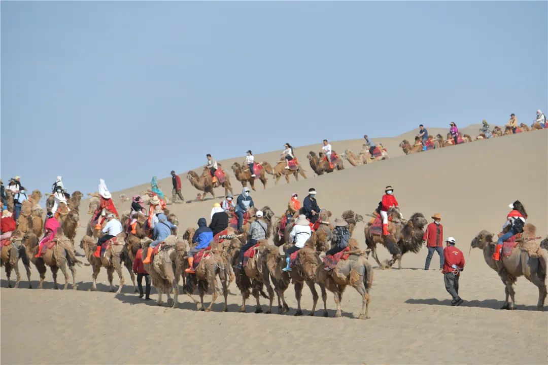 敦煌旅游大漠骆驼