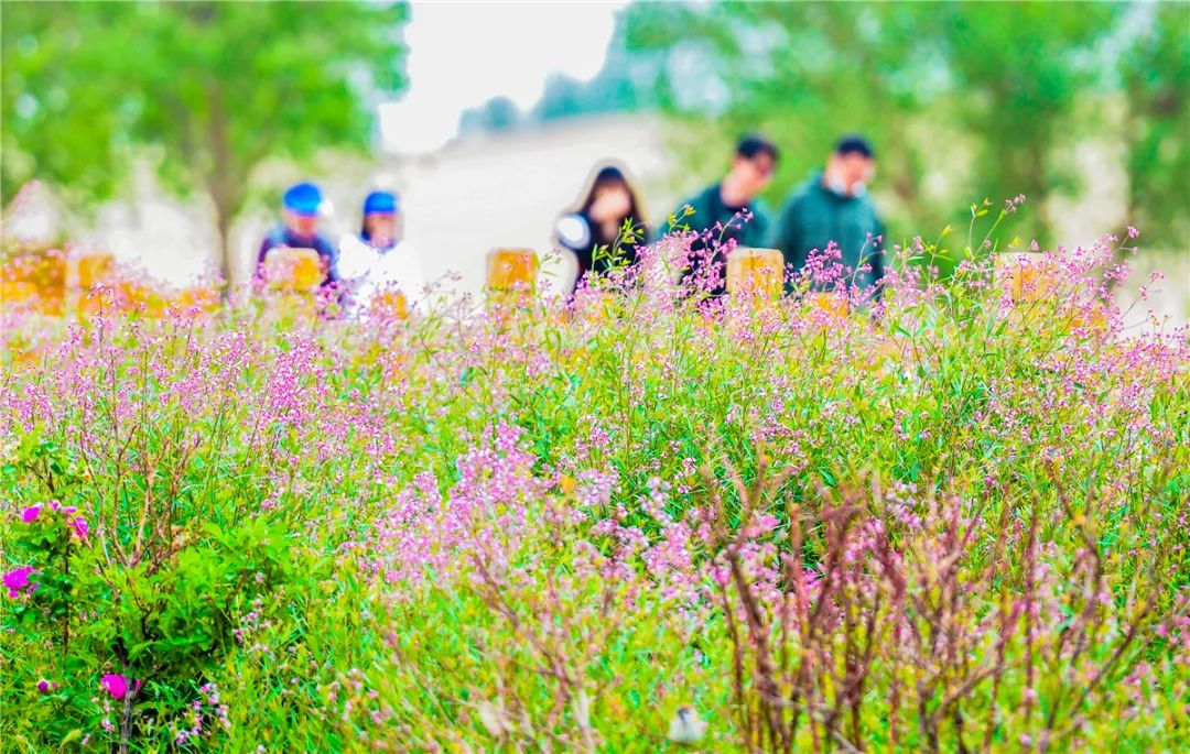 敦煌鸣沙山下罗布麻开花