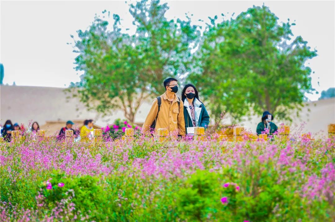 敦煌鸣沙山下罗布麻开花