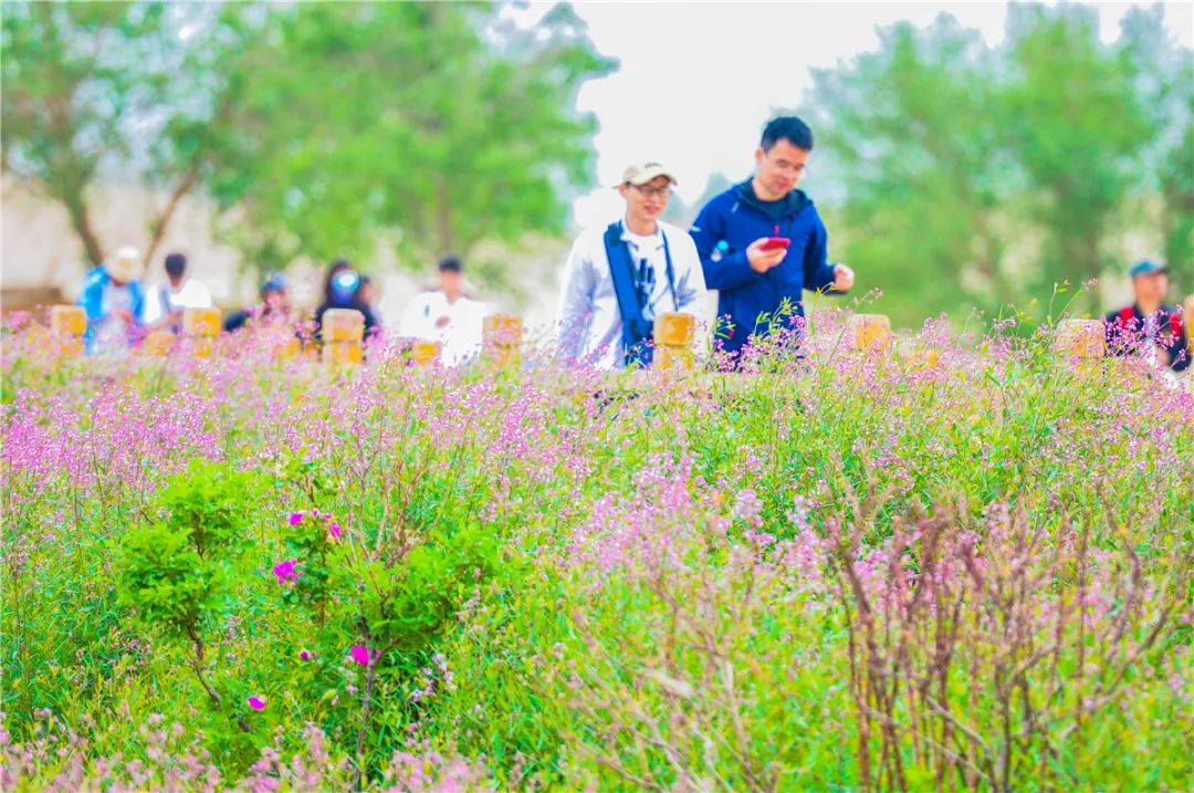 敦煌鸣沙山下罗布麻开花
