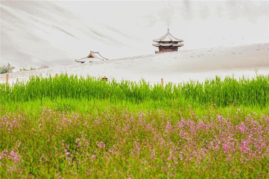 敦煌鸣沙山下罗布麻开花