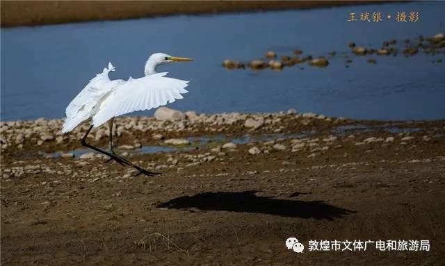 敦煌九连湖湿地