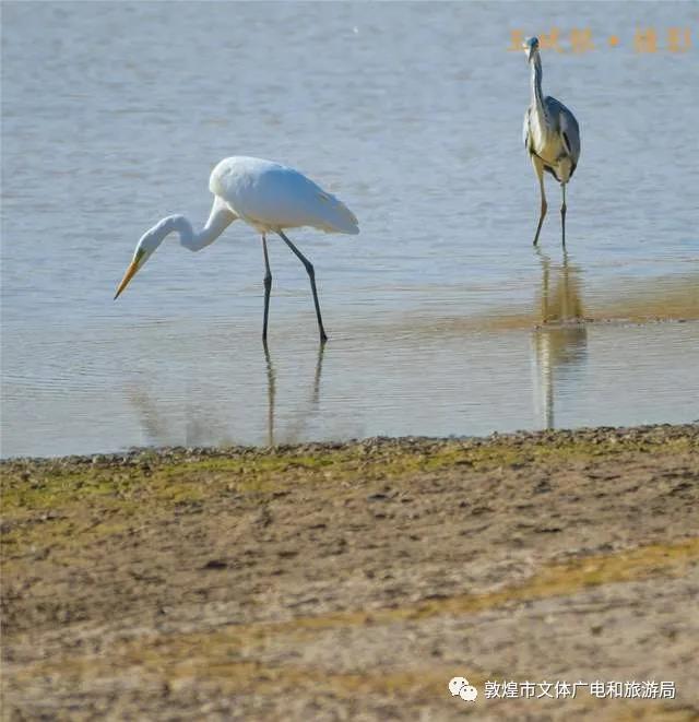 敦煌九连湖湿地