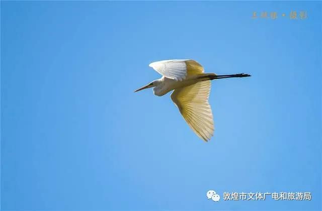 白鹭飞舞