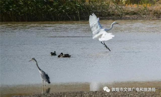 飞鸟的乐园
