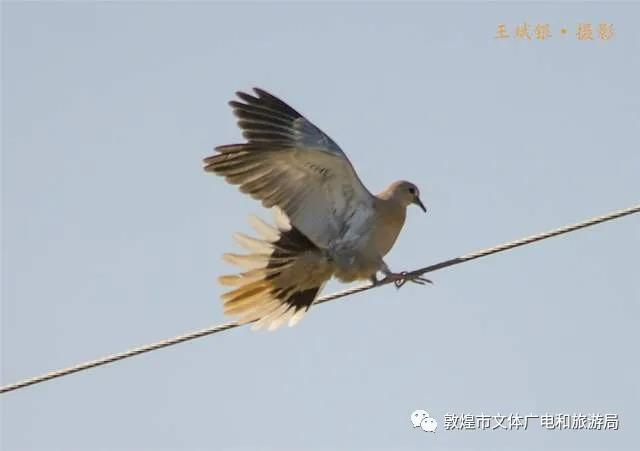 斑鸠飞翔