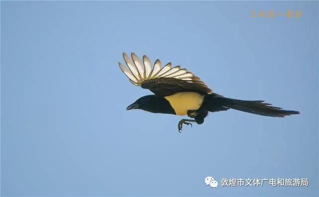 喜鹊远遁
