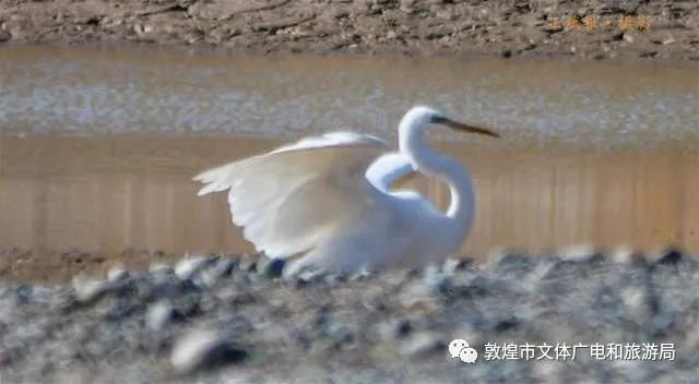 白鹭栖息